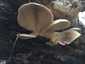 Kései laskagomba (Pleurotus ostreatus), Budai-hegység. Kagyló formájú kalap, mélyen lefutó lemezek, rövid tönk